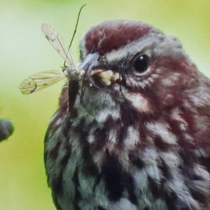 Brunch -- Matted Original Photograph, Song Sparrow, Bird Photo
