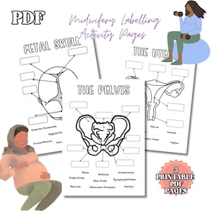 MIDWIFERY LABELLING ACTIVITIES | Midwifery Student Resources | Learning Activities | Educational Diagrams | A4 Digital Print
