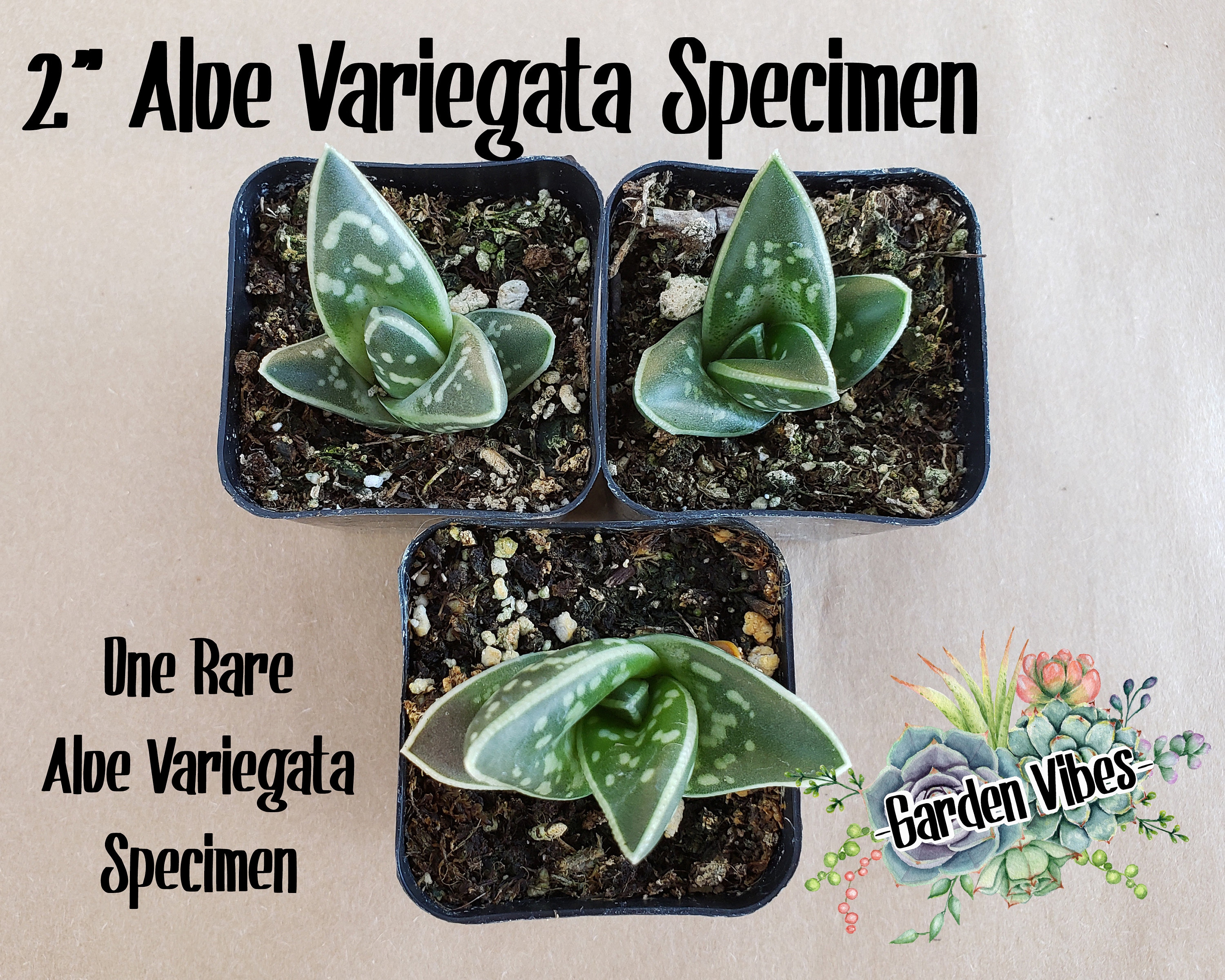 2” RARE Aloe Variegata Gonialoe Variegata Partridge Breast Aloe Rare Aloe Succulent Specimen