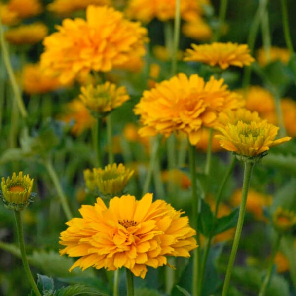 Heliopsis 'Summer Sun' False Sunflower Ox-eye Flowering Perennial Live Plants