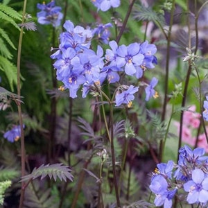 Jacobs Ladder Perennial, Shade Plant for Bee and Butterflies