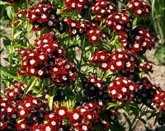 Dianthus Homeland Flowering Perennial Live Plants for Garden