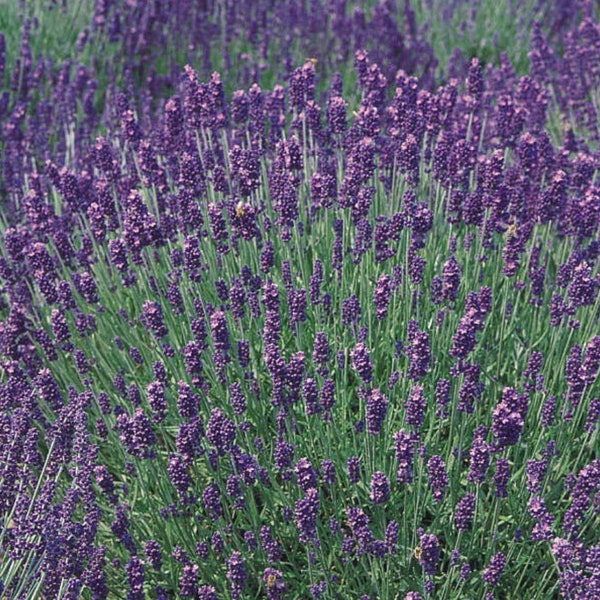 Live Lavender Plants - 'French Perfume', Flowering Aromatic Perennial Plants for Garden, Plants for Bees and Butterflies