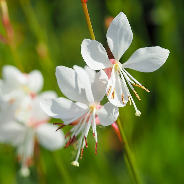 Gaura Plant Etsy