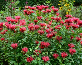 Bee Balm 'Panorama Red Shades' Monarda Didyma Flowering Perennial Live Plants