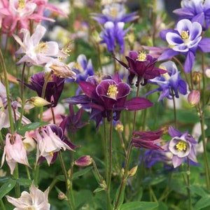 Columbine Aquilegia ‘Biedermeier Mix’ Flowering Perennial Live Plants
