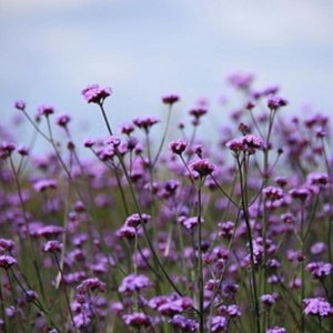 Verbena 'Vanity', Live Verbena Plants for Garden, Flowering Perennial Bee and Butterfly Friendly Garden Plants, Pollinator Plants