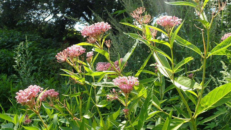 Asclepias Curassavica 'incarnata' Live Plants Swamp Milkweed Monarch ...