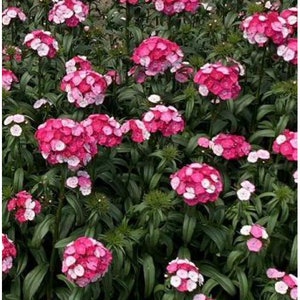 Dianthus Gardenplant Live Perennial Plants for Bee and Butterflies, Pink Mix, Pollinator Friendly Pink Flowers