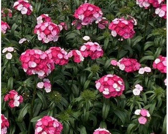 Dianthus Gardenplant Live Perennial Plants for Bee and Butterflies, Pink Mix, Pollinator Friendly Pink Flowers