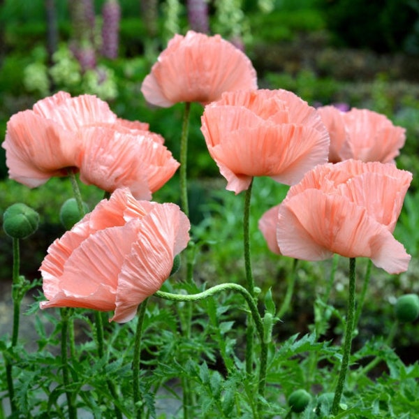 Live Flowering Perennial Peach Poppy Plants, Papaver Orientale 'Princess Victoria Louise'