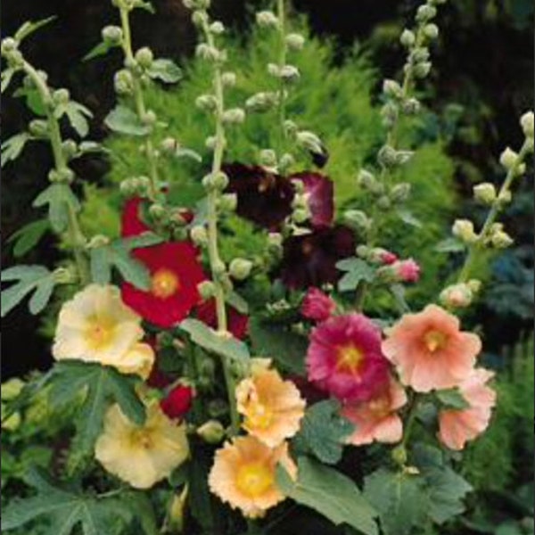 Hollyhock Flower Alcea Rosea Live Perennial Plant, Flowering Plants for Bee and Butterflie