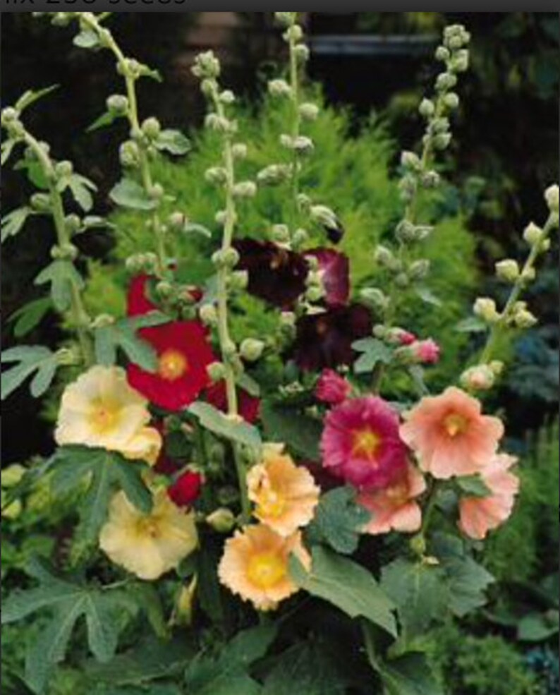 Alcea Rosea Hardy Hollyhock Perennial Flowers, Gardenplant for Bee and ...