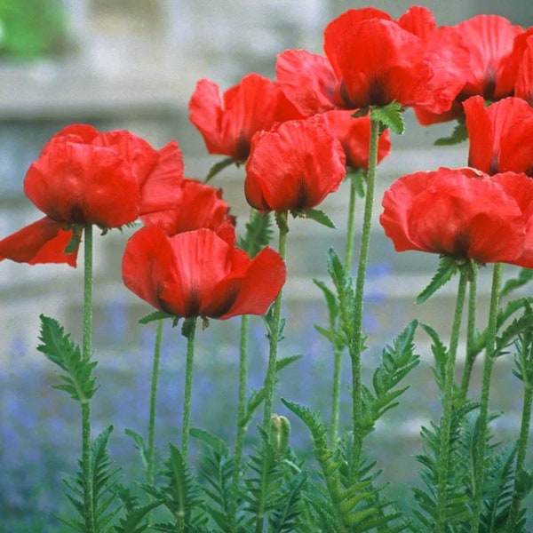 Papaver Orientale Red Poppy Plants, Live Perennial Flowers for Bees and Butterfly