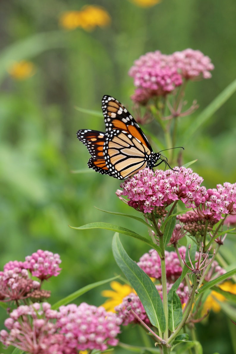 Asclepias Curassavica 'incarnata' Live Plants Swamp Milkweed Monarch ...