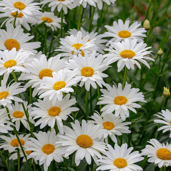 Live White Shasta Daisy Plant, Perennial Gardenplant Gift for Plant Lover