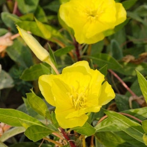 Evening Primrose Sundrops Oenothera Macrocarpa Missouriensis Flowering Perennial Live Plants