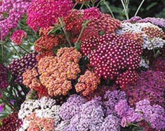 Yarrow Plant, Yarrow Flower, Achillea Millefolium, Perennial Flowers, Plants For Garden, Live Garden Plants, Flowering Plants, Garden Plants