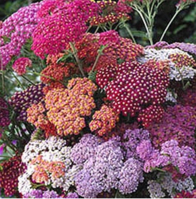 Yarrow Plant 'red Shades' Perennial Hardy Achillea Plant for Your ...