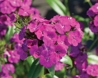 Hardy Dianthus Gardenplant Live Neon Purple Carnation Flowers, Hummingbird Plants for Bees and Butterfly