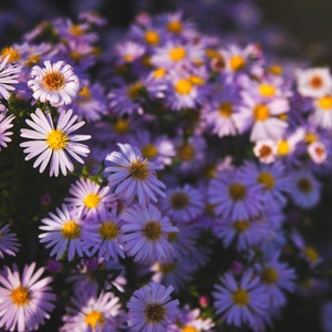 Dark Blue Asters alpinus Beauty Flowering Perennial Live Plants - Etsy