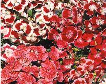 Dianthus Tall Sweet William Mix Flowering Perennial Live Plants for Garden