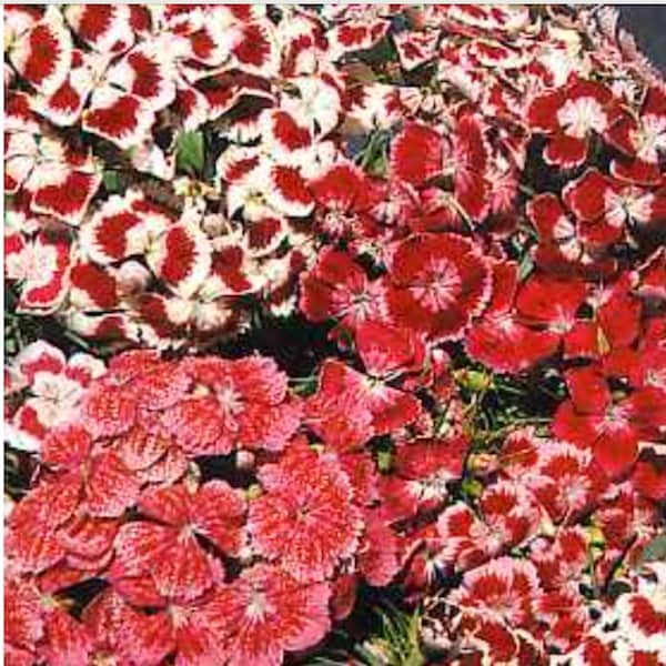 Dianthus Tall Sweet William Mix Flowering Perennial Live Plants for Garden