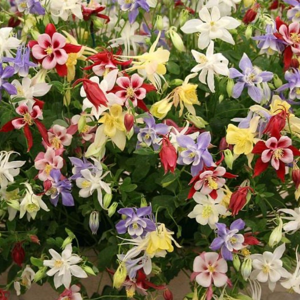 Live Columbine Flowering Perennial Gardenplant, Pollinator Plants for Bees and Butterfly