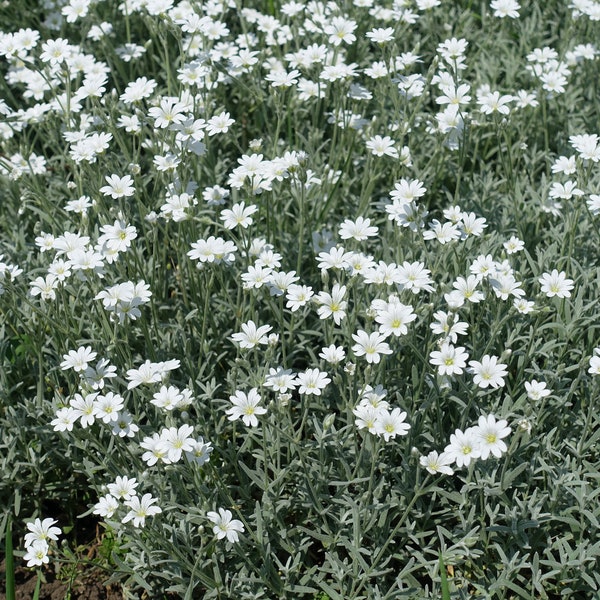 Snow in Summer Cerastium Tomentosum Flowering Perennial Live Plants