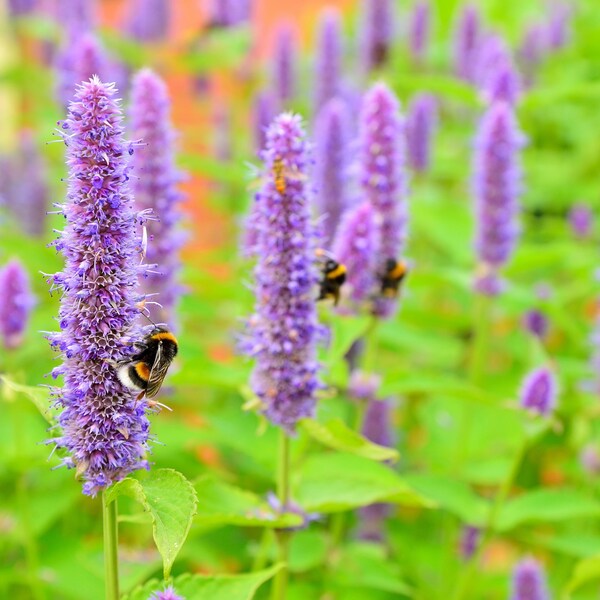 Honey Bee Blue Agastache Flowering Perennial Live Plants