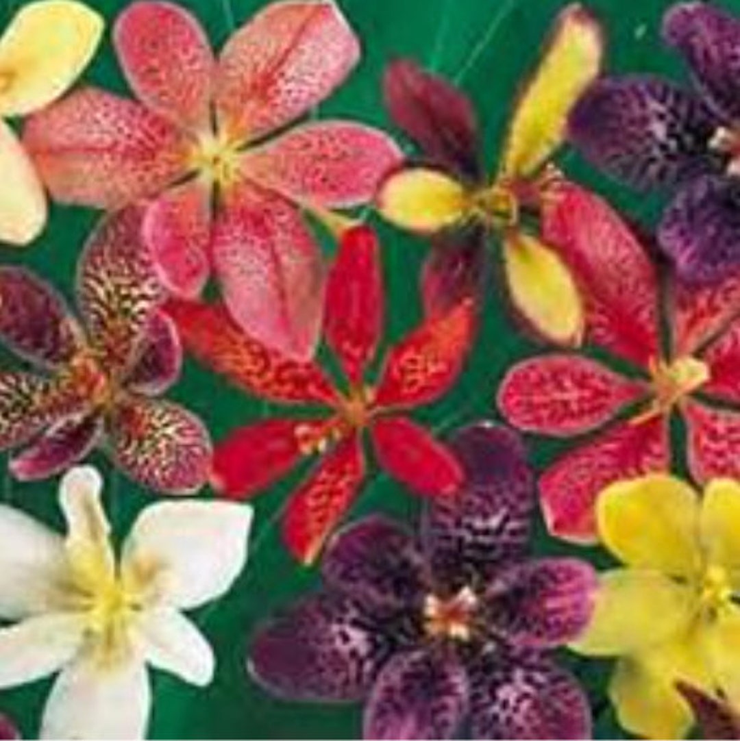 Hardy Candy Lily Flowering Perennial Live Pollinator Plants for Bees