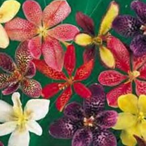 Mixed Candy Lily Kiba Giants Norrisii Flowering Perennial Live Plants