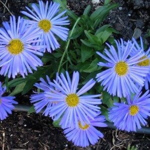 Dark Blue Asters alpinus Beauty Flowering Perennial Live Plants - Etsy