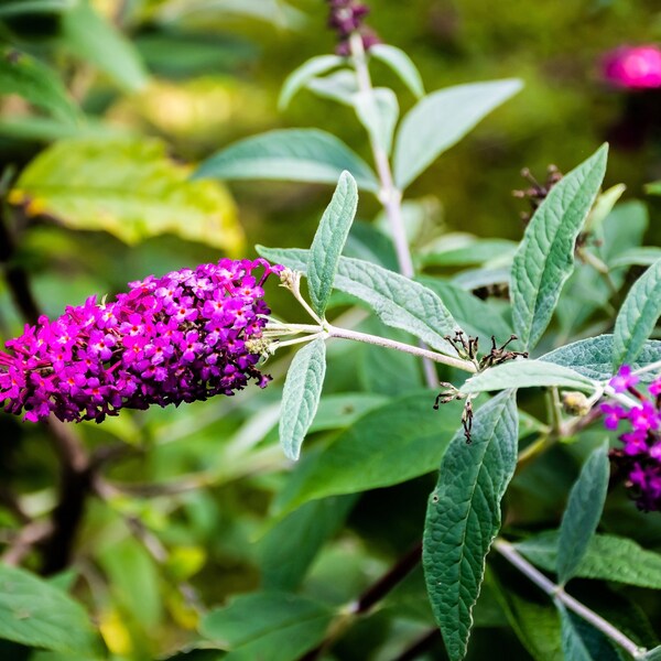 Purple Butterfly Bush Buddleja Davidii Flowering Perennial Live Plants