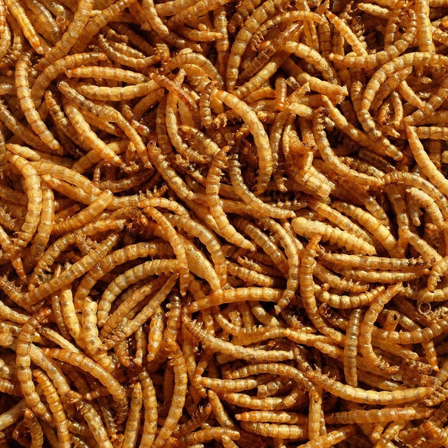 Premium Dried Mealworms 1kg Etsy