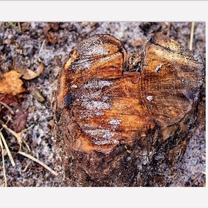 May include: A close-up of a tree stump with a heart-shaped grain pattern. The wood is a rich brown color with a layer of white frost on top.