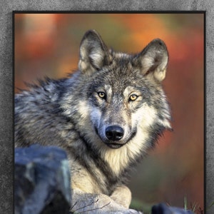 Wolf print. Vertical format. Colored frames NOT INCLUDED