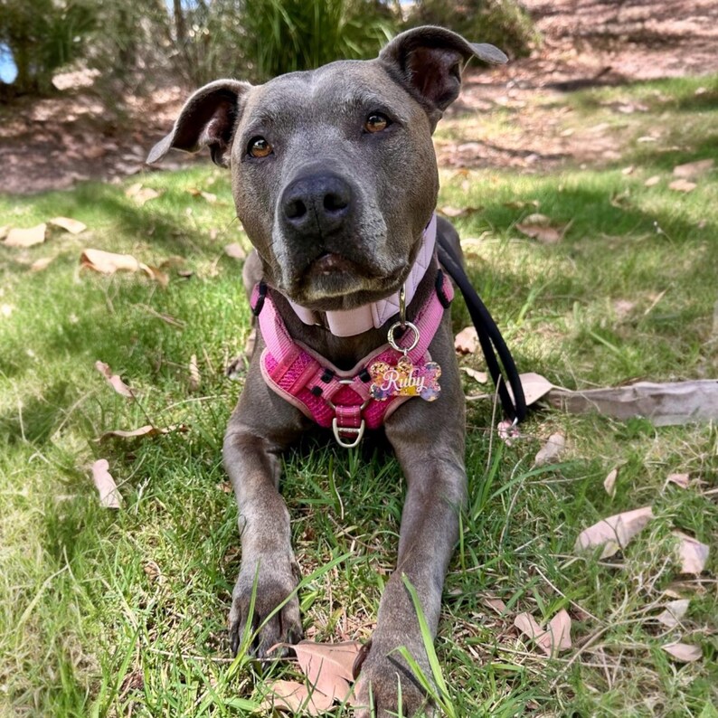 Puede incluir: Un perro gris con un arn&eacute;s y collar rosa, tumbado sobre hierba verde. El perro tiene una etiqueta que dice "Ruby". El perro mira a la c&aacute;mara. Una correa negra est&aacute; sujeta al arn&eacute;s.