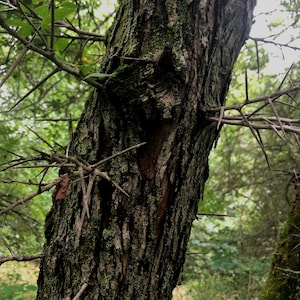 May include: Close-up of a tree trunk with sharp thorns. The bark is brown and textured with green moss. The thorns are long and pointed, and they are scattered throughout the trunk.