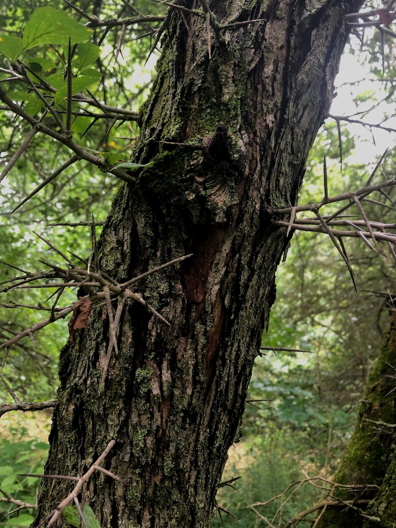 May include: Close-up of a tree trunk with sharp thorns. The bark is brown and textured with green moss. The thorns are long and pointed, and they are scattered throughout the trunk.