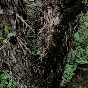 Several long, thin thorns growing from a rough-textured tree branch, surrounded by dried leaves and twigs.