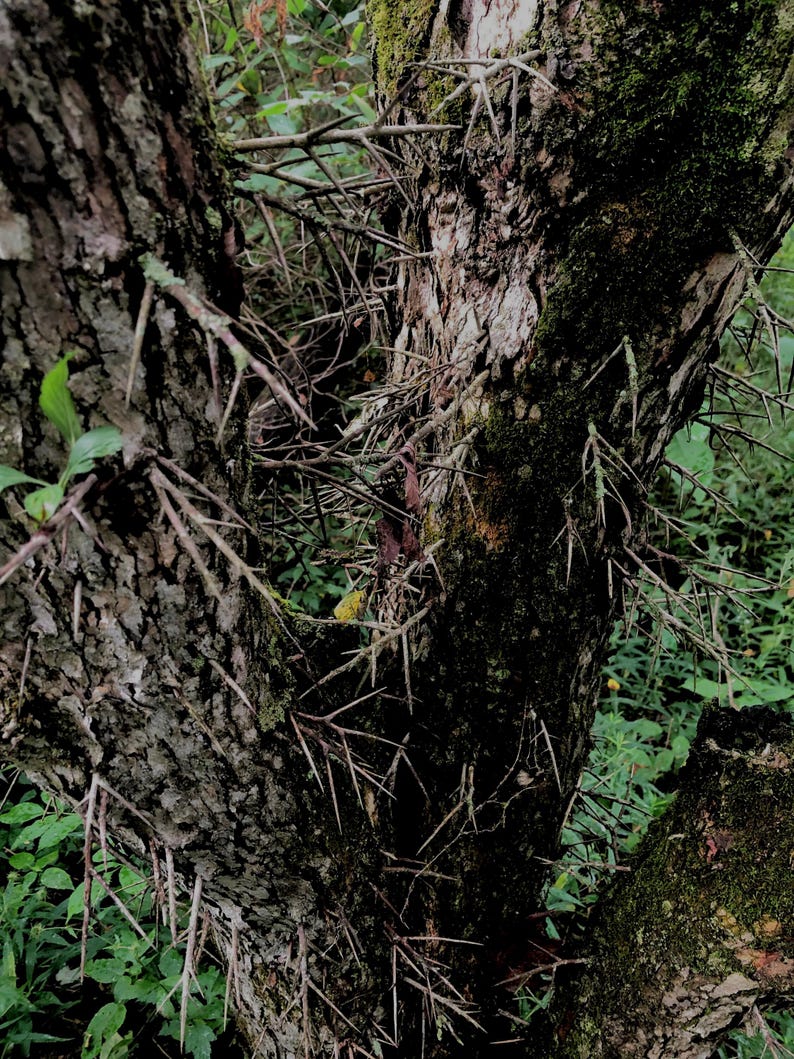 Several long, thin thorns growing from a rough-textured tree branch, surrounded by dried leaves and twigs.