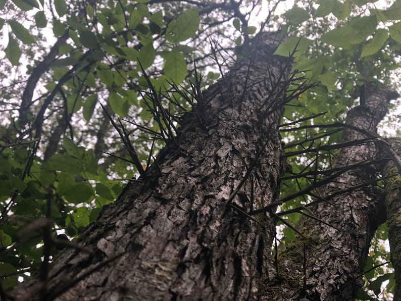 A close-up of sharp, dark brown hawthorn thorns protruding from a tree branch, with a blurred forest in the background