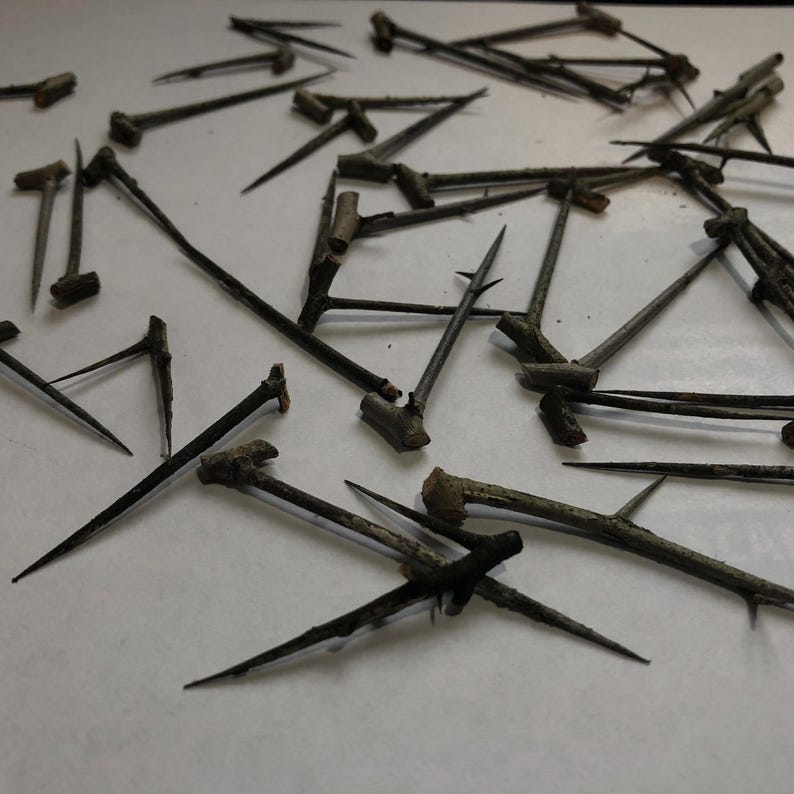 Symbolic and mystical, these thorns have been used in folklore for centuries.