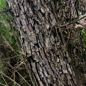 Said to ward off negativity, these thorns have been used in esoteric traditions for ages. A dense network of branches covered in sharp hawthorn thorns, set against a muted autumn landscape.