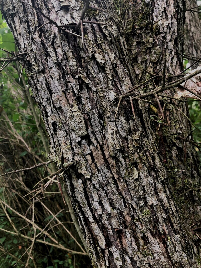 Said to ward off negativity, these thorns have been used in esoteric traditions for ages. A dense network of branches covered in sharp hawthorn thorns, set against a muted autumn landscape.