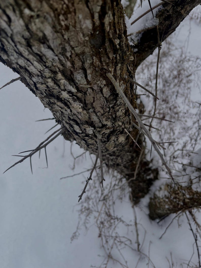 Frozen hawthorn thorns coated in a thin layer of frost, with the soft glow of winter light behind them.