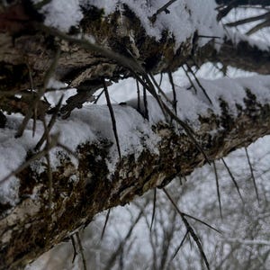 A bare tree branch covered in sharp thorns, lightly dusted with snow, against a pale winter sky.