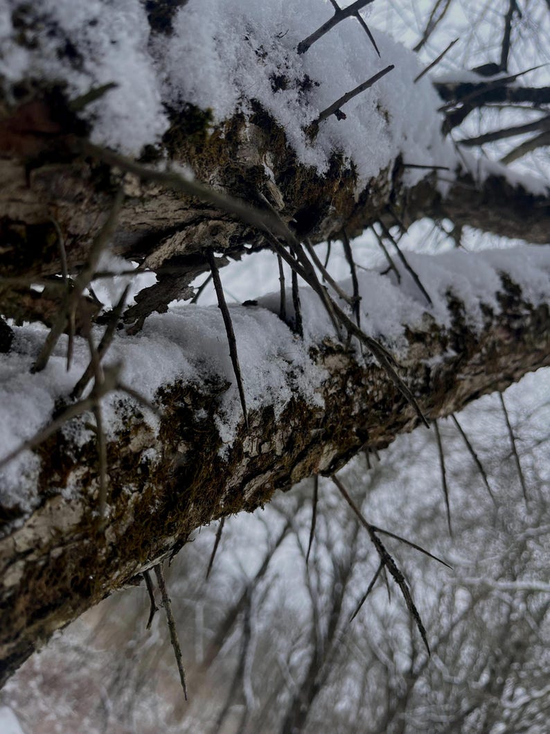 A bare tree branch covered in sharp thorns, lightly dusted with snow, against a pale winter sky.