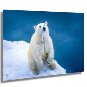 Majestic Polar Bear in the Arctic - Wildlife Photography Print - Ice and Snow Nature Decor for Home or Office - Animal Wall Art